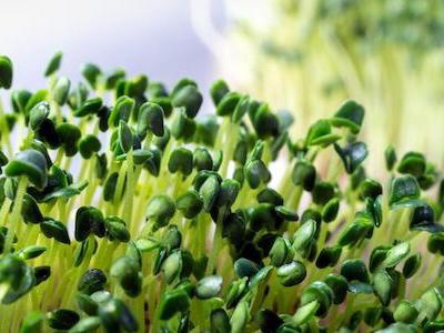 Microgreens – malá zelenina s velkými benefity