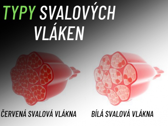 Typy svalových vláken a jejich vliv na hypertrofii.